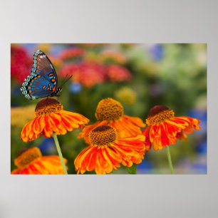 Een Spicebush Swallowtail, Papilio troilus Poster
