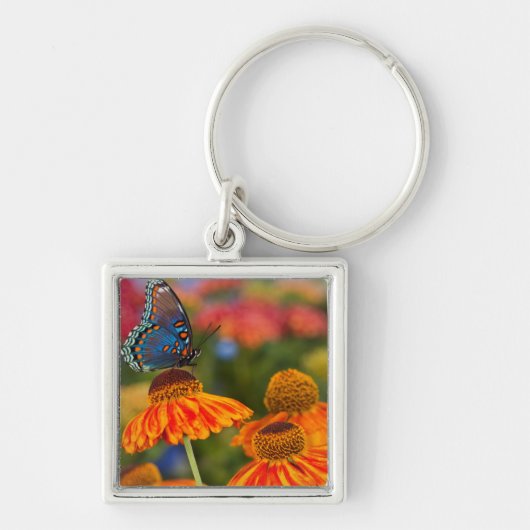 Een Spicebush Swallowtail, Papilio troilus Sleutelhanger (Voorkant)