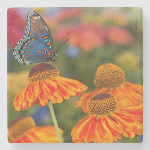 Een Spicebush Swallowtail, Papilio troilus Stenen Onderzetter