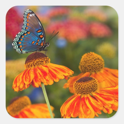 Een Spicebush Swallowtail, Papilio troilus Vierkante Sticker (Voorkant)