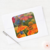 Een Spicebush Swallowtail, Papilio troilus Vierkante Sticker (Envelop)
