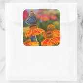 Een Spicebush Swallowtail, Papilio troilus Vierkante Sticker (Tas)