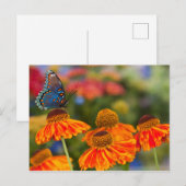 Een Spicebush Swallowtail, troilus Papilio Briefkaart (Voorkant / Achterkant)