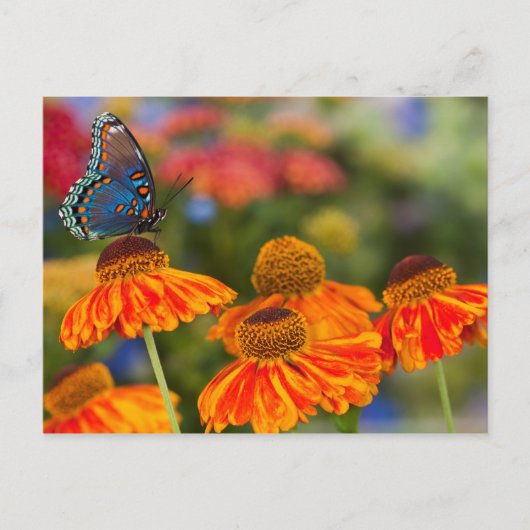 Een Spicebush Swallowtail, troilus Papilio Briefkaart (Voorkant)