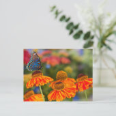 Een Spicebush Swallowtail, troilus Papilio Briefkaart (Staand voorkant)