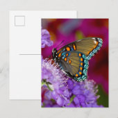 Een Spicebush Swallowtail Vlinder Briefkaart (Voorkant / Achterkant)