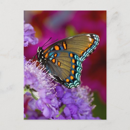 Een Spicebush Swallowtail Vlinder Briefkaart (Voorkant)