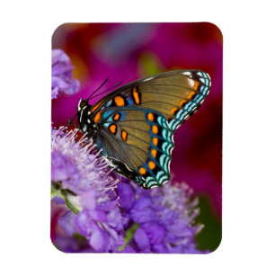 Een Spicebush Swallowtail vlinder Magneet