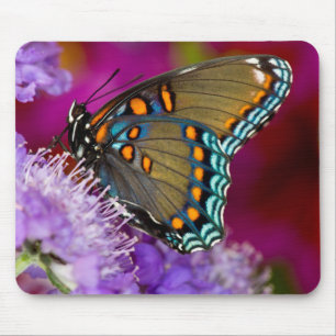 Een Spicebush Swallowtail Vlinder Muismat