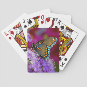 Een Spicebush Swallowtail Vlinder Pokerkaarten