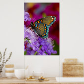 Een Spicebush Swallowtail vlinder Poster (Keuken)