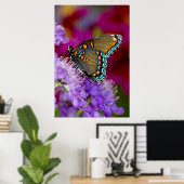Een Spicebush Swallowtail vlinder Poster (Thuiskantoor)