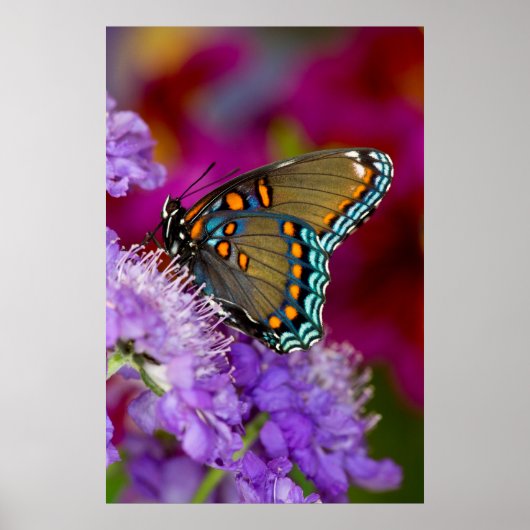 Een Spicebush Swallowtail vlinder Poster (Voorkant)