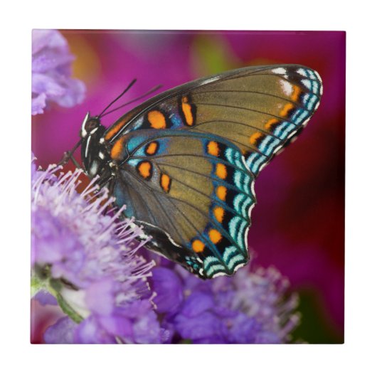Een Spicebush Swallowtail vlinder Tegeltje (Voorkant)