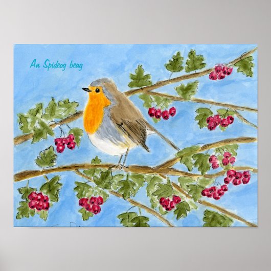 Een Spideog Beag Poster (Voorkant)