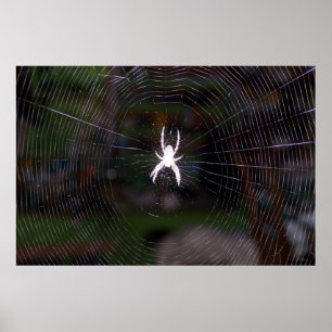 Een Spiders Web Poster
