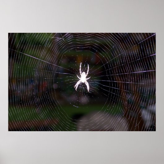 Een Spiders Web Poster (Voorkant)