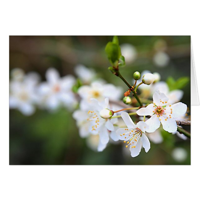 Een Splash van de Lente (Voorkant Horizontaal)