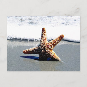 Eén Starfish gewassen Ashore Briefkaart