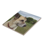 Een staring Duitse Shepard Tegeltje (Zijkant)