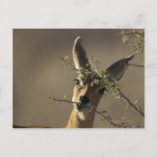 Een Steenbok die naar de camera kijkt terwijl het  Briefkaart