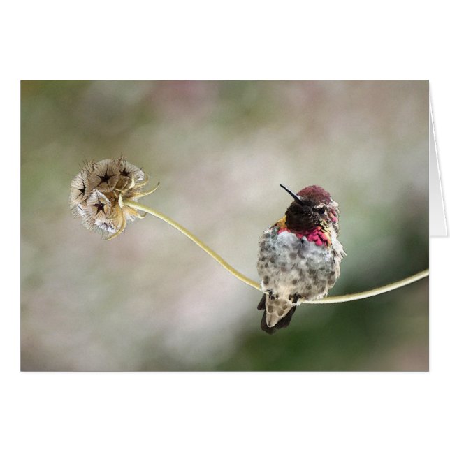 een ster is geboren (Voorkant Horizontaal)