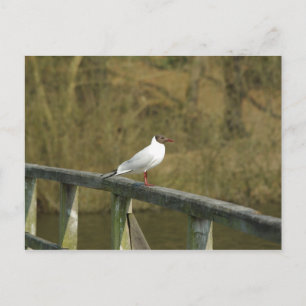Een stern - briefkaart