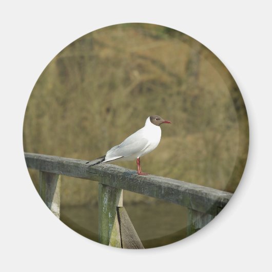 Een stern - magneet (Voorkant)