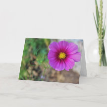 Een sterrenstelsel in een bloem