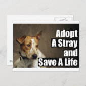 Een strakke postkaart aannemen (Voorkant / Achterkant)