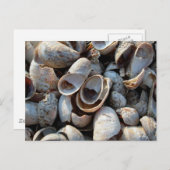 Een strand van het Briefkaart van de Schalen (Voorkant / Achterkant)