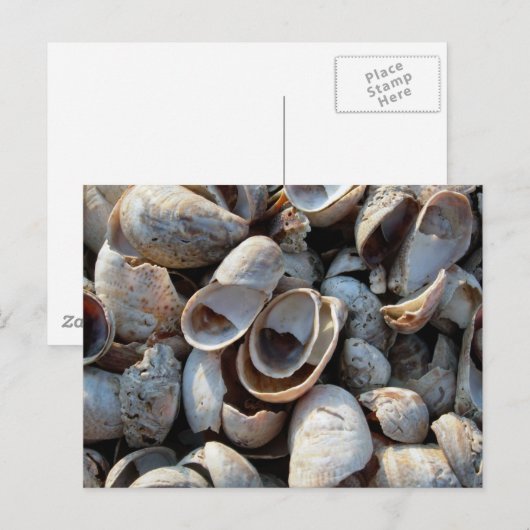 Een strand van het Briefkaart van de Schalen (Voorkant / Achterkant)