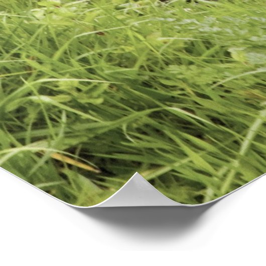 Een stroom en waterval in het natuurpark Dartmoor Poster (Hoek)