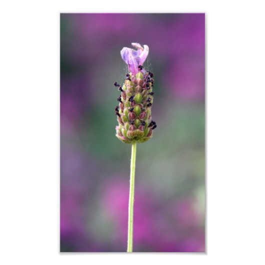 Een stukje lavender foto afdruk (Voorkant)