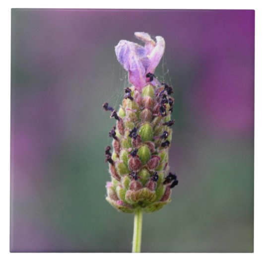 Een stukje lavender tegeltje (Voorkant)
