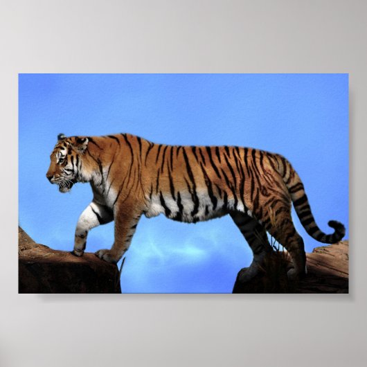 Een succes voor tijgers poster (Voorkant)