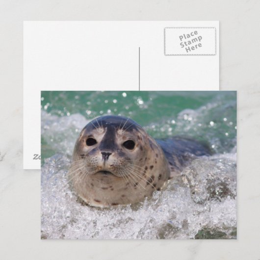 Een surfen op een baby-zeehond briefkaart (Voorkant / Achterkant)