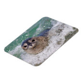 Een surfen op een baby-zeehond magneet (Linkerzijde)