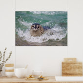 Een surfen op een baby-zeehond poster (Keuken)