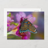 Een Swallowtail Butterfly Briefkaart (Voorkant / Achterkant)