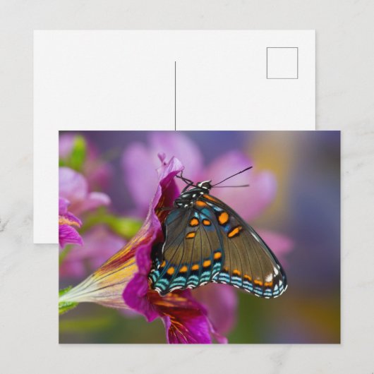 Een Swallowtail Butterfly Briefkaart (Voorkant / Achterkant)