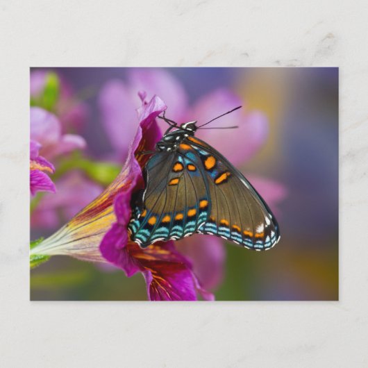 Een Swallowtail Butterfly Briefkaart (Voorkant)