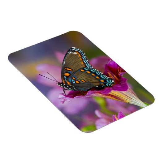 Een Swallowtail Butterfly Magneet (Rechterzijde)