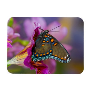Een Swallowtail Butterfly Magneet
