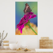 Een Swallowtail Butterfly | Papilio Multicaudatus Poster (Keuken)