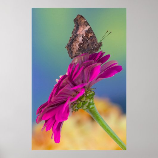 Een Swallowtail Butterfly | Papilio Multicaudatus Poster (Voorkant)