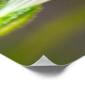 Een Swallowtail Butterfly Poster (Hoek)