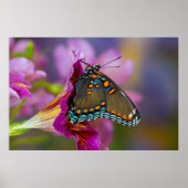 Een Swallowtail Butterfly Poster (Voorkant)