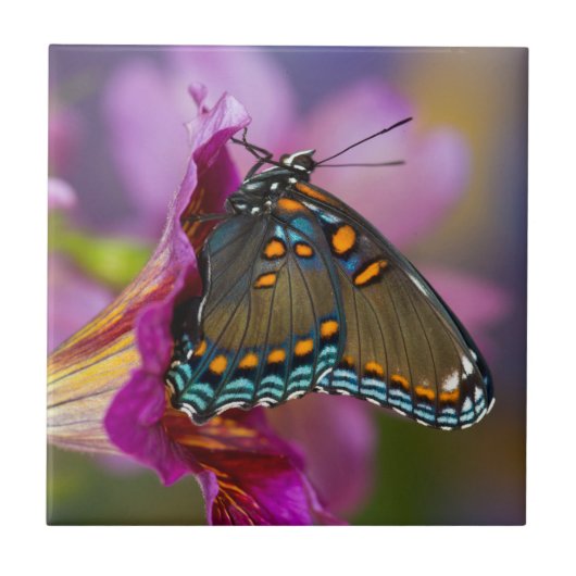 Een Swallowtail Butterfly Tegeltje (Voorkant)