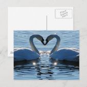 Een Swan Heart Kiss, Reflections of Love Briefkaart (Voorkant / Achterkant)
